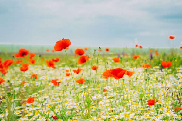 andreea-popescu-YucGL8SZkIg-unsplash