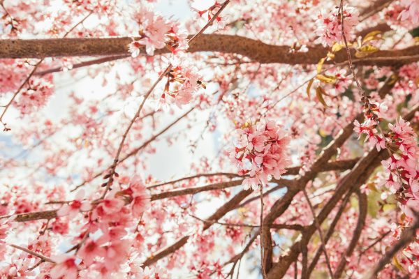 j-balla-photography-Hg-0Z9O0Cpw-unsplash